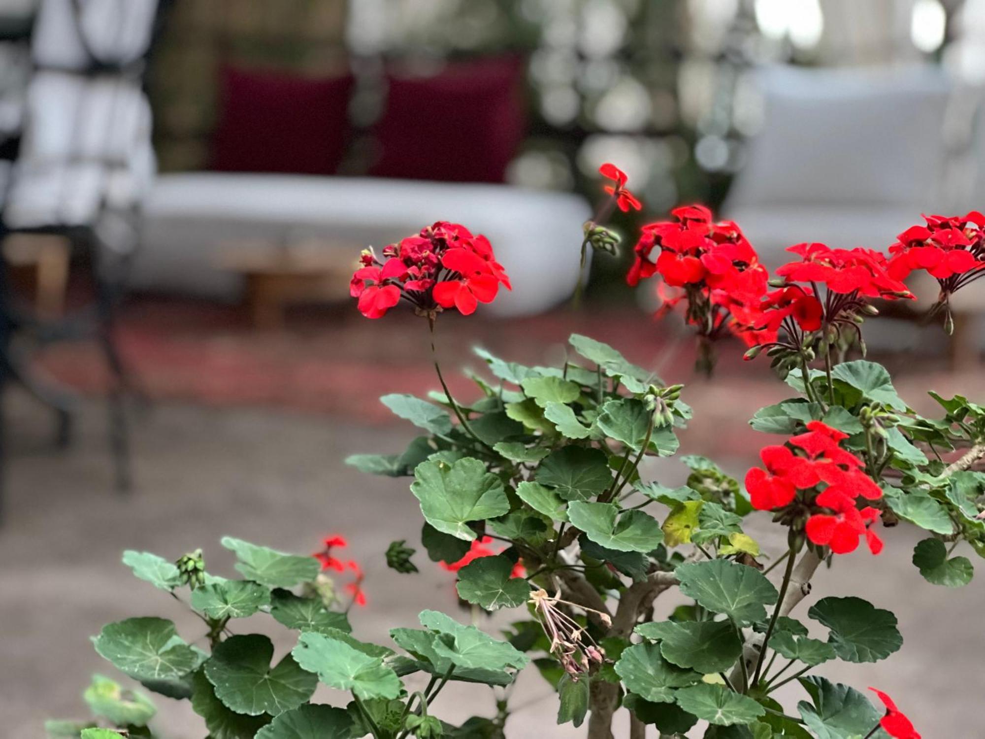 Dar Tadout Guest House Aït Ourir Eksteriør bilde
